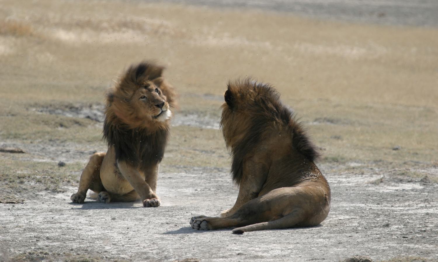Lions in the Ngorogoro Crater