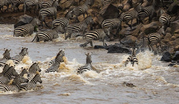 zebra migration1